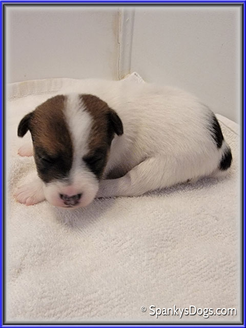 Male #2 Jack Russell Terrier Puppy for Sale