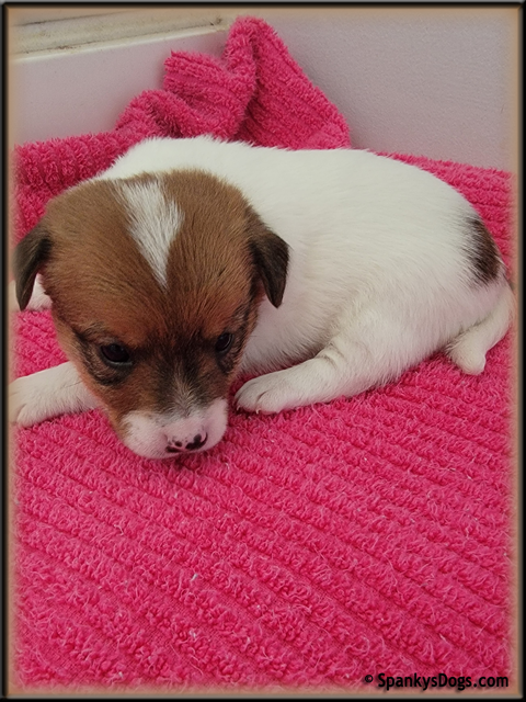 Female #1 Jack Russell Terrier Puppy