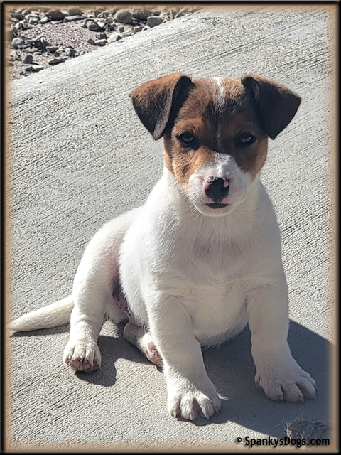 Male #1 Jack Russell Terrier Puppy for Sale