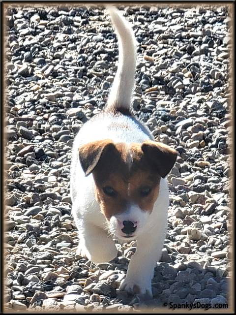 Male #1 Jack Russell Terrier Puppy for Sale