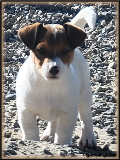 Male #1 Jack Russell Terrier Puppy for Sale