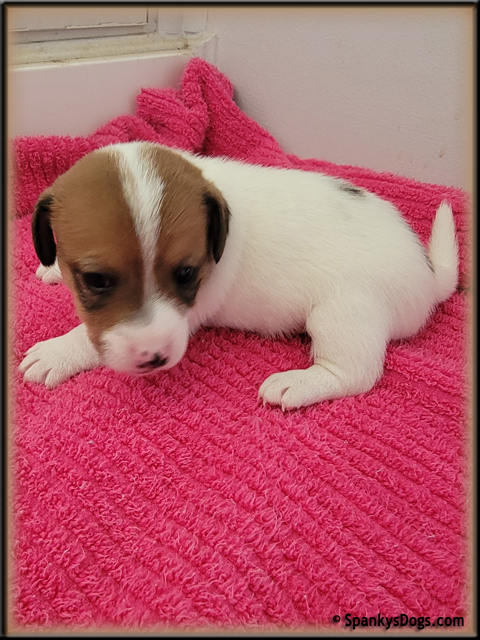 Male #1 Jack Russell Terrier Puppy for Sale