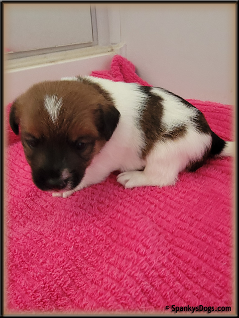 Male #2 Jack Russell Terrier Puppy for Sale
