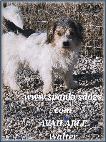 Walter - Jack Russell Terrier stud dog for sale at Spanky's Dogs