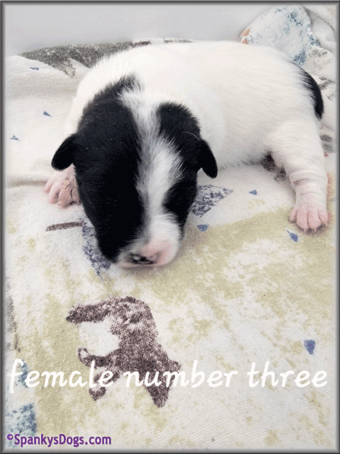 Jack Russell Terrier Puppy for sale - female 3