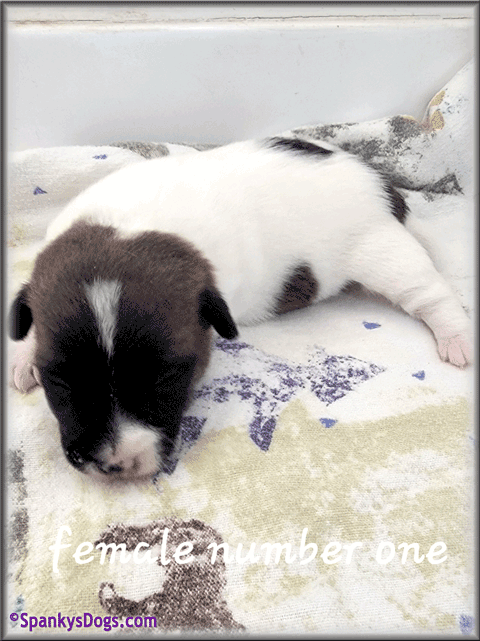 Jack Russell Terrier Puppy for sale - female 1