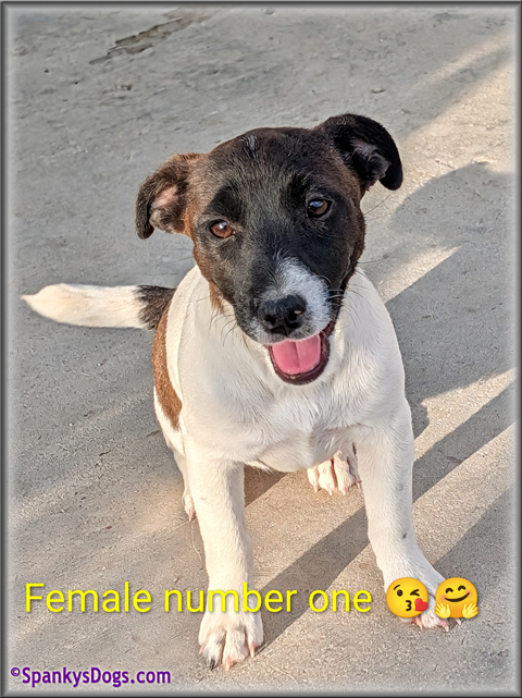 Jack Russell Terrier Puppy for sale - female 1