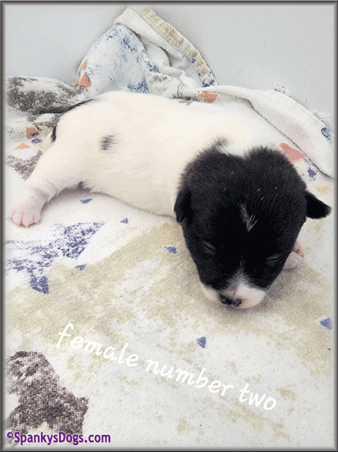 Jack Russell Terrier Puppy for sale - female 2