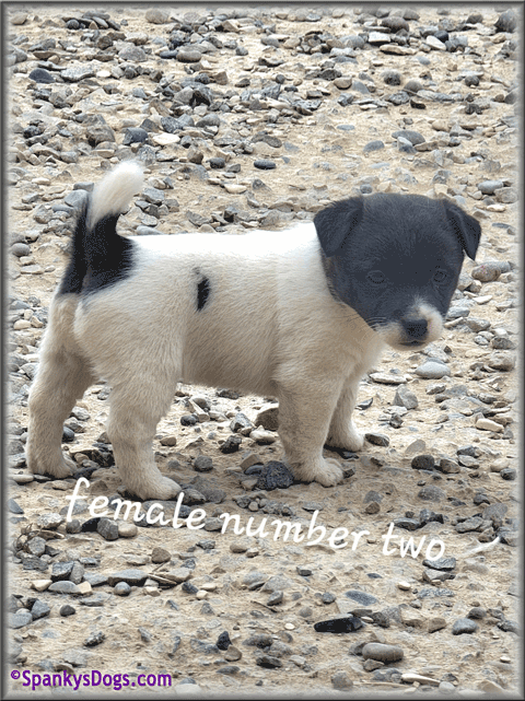 Jack Russell Terrier Puppy for sale - female 2
