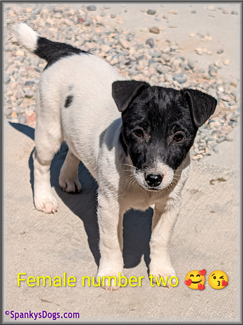 Jack Russell Terrier Puppy for sale - female 2