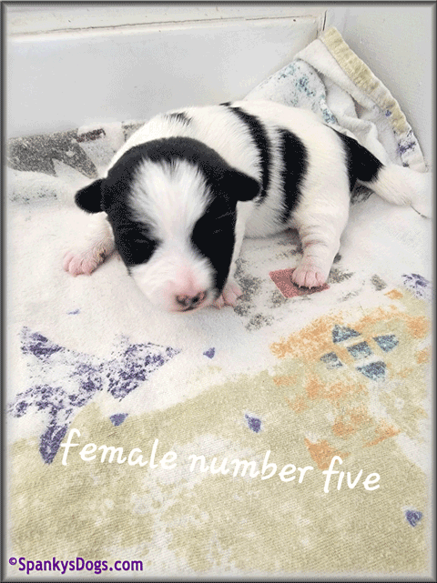 Jack Russell Terrier Puppy for sale - female 5