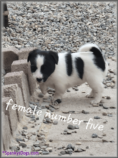 Jack Russell Terrier Puppy for sale - female 5