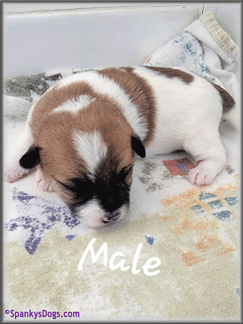 Jack Russell Terrier Puppy for sale - male 1