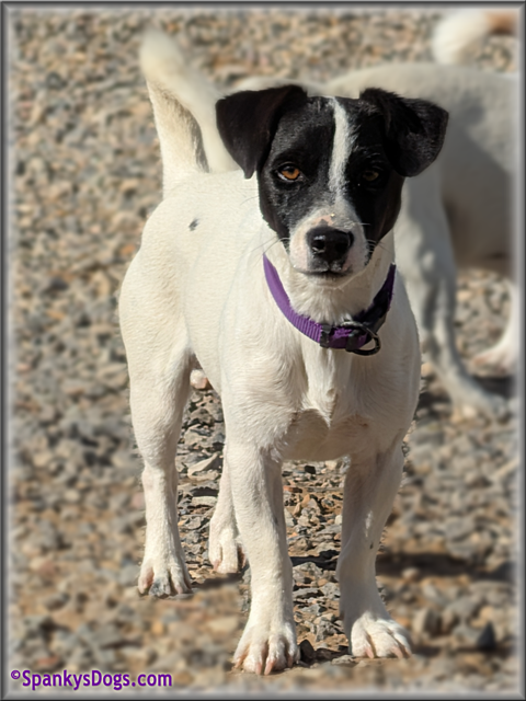 Male #1 Jack Russell Terrier Puppy for Sale