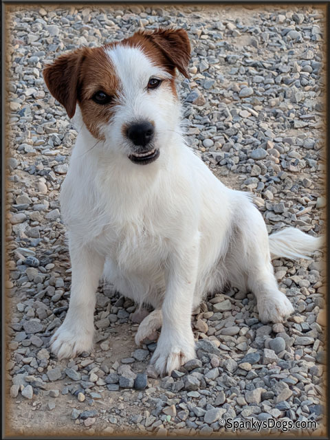 Gabriel - Jack Russell Terrier stud dog for sale at Spanky's Dogs