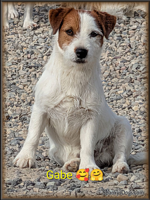Gabriel - Jack Russell Terrier stud dog for sale at Spanky's Dogs