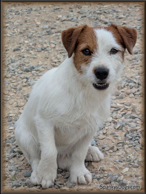Gabriel - Jack Russell Terrier stud dog for sale at Spanky's Dogs