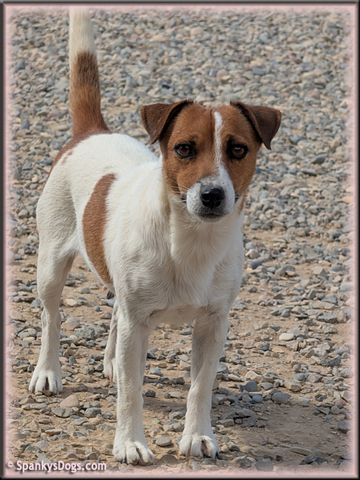 Heidi, Jack Russell Terrier female for sale