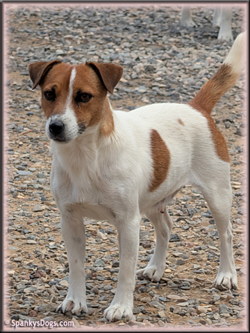 Heidi, Jack Russell Terrier female for sale