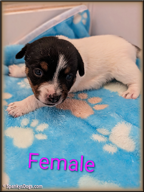 Jack Russell Terrier Puppy for sale - female 1