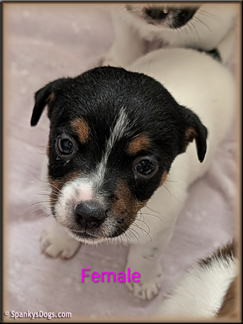 Jack Russell Terrier Puppy for sale - female 1