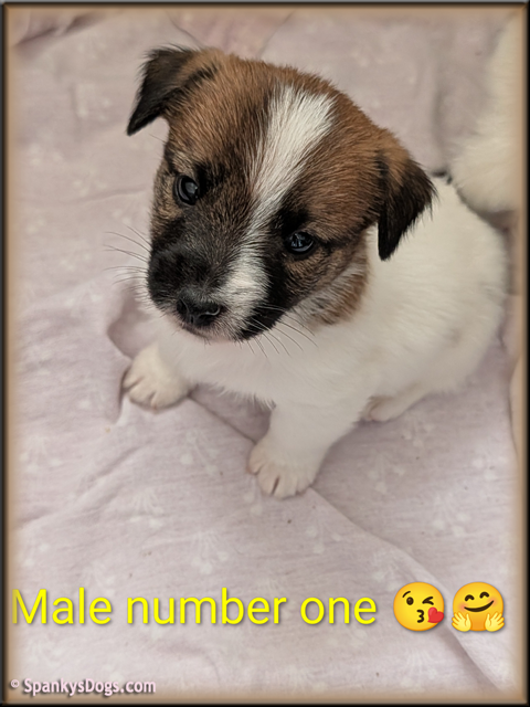 Jack Russell Terrier Puppy for sale - male 1