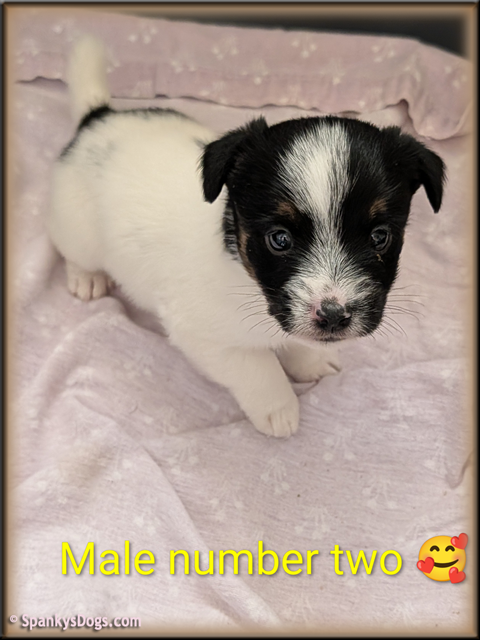 Jack Russell Terrier Puppy for sale - male 2
