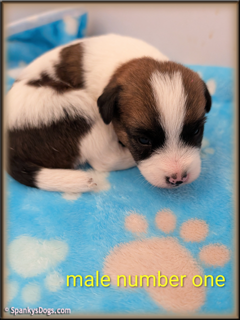 Jack Russell Terrier Puppy for sale - male 1