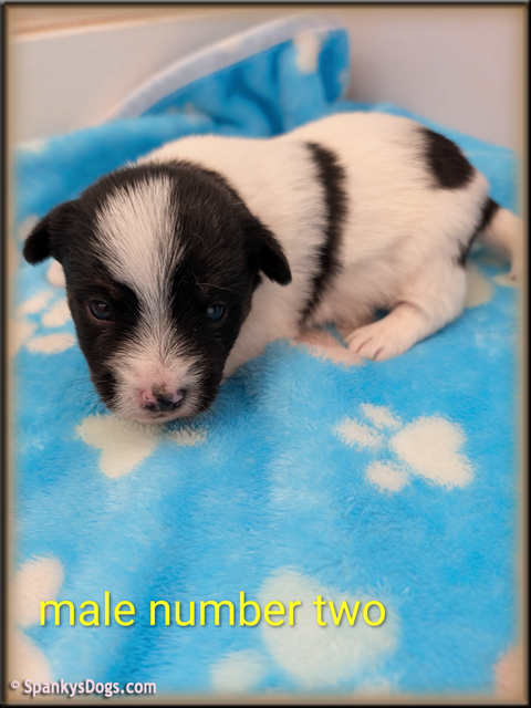Jack Russell Terrier Puppy for sale - male 2