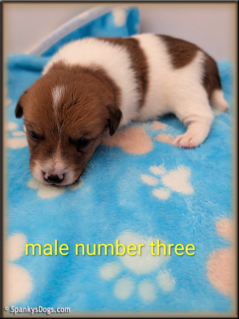 Jack Russell Terrier Puppy for sale - male 3