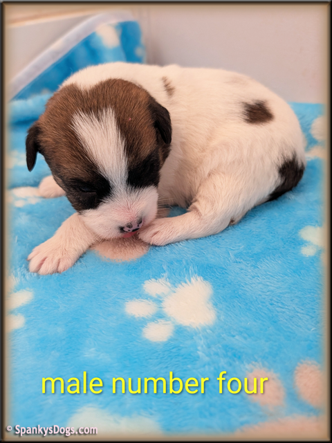 Jack Russell Terrier Puppy for sale - male 4