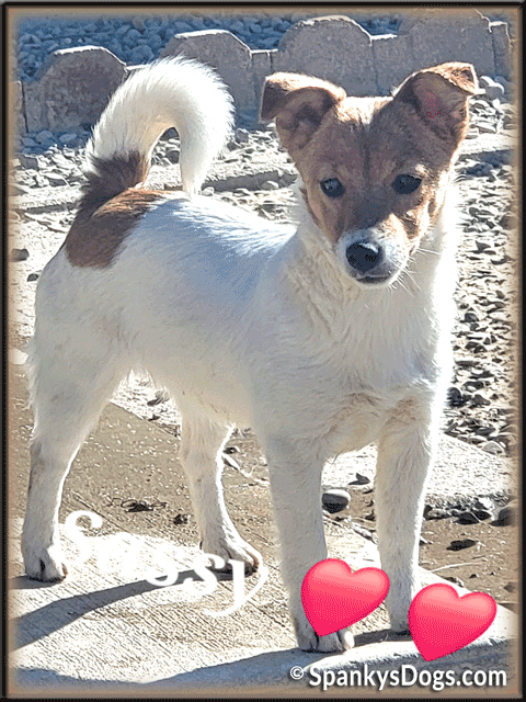 Sassy - upcoming Jack Russell Terrier female for sale at Spankys Dogs