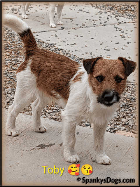 Toby - up and coming Jack Russell Terrier stud dog for sale at Spanky's Dogs