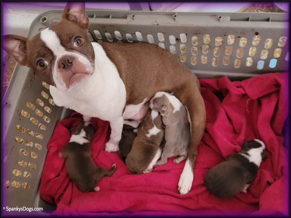 Boston Terrier mom BB with 5 boston terrier puppies born January 13, 2023