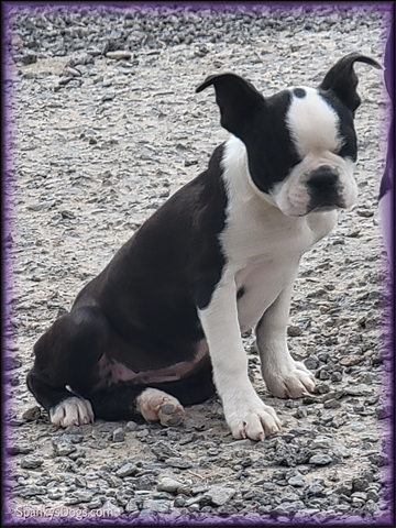 Boston Terrier Female - Anabella at Spanky's Dogs