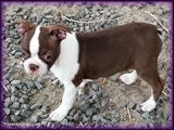 Home Grown Boston Terrier Puppies at Spanky's in Colorado