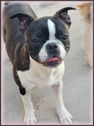 Boston Terrier Female Belle at Spanky's Dogs