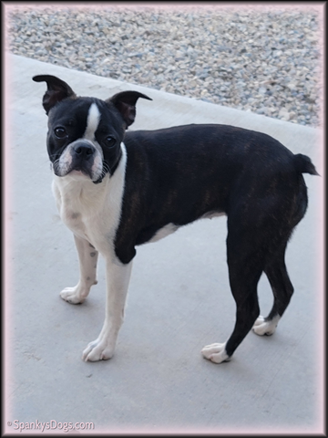 Boston Terrier Female Belle at Spanky's Dogs