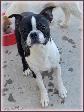 Boston Terrier Female Belle at Spanky's Dogs