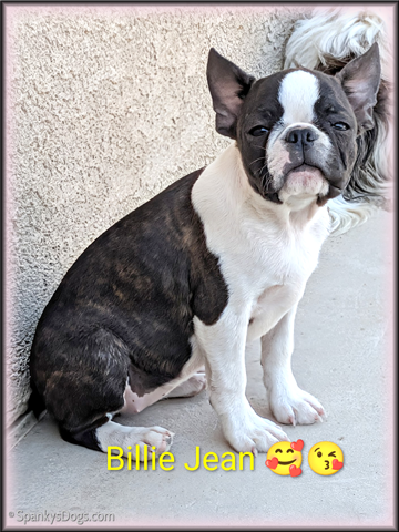 Boston Terrier Female Billie Jean at Spanky's Dogs