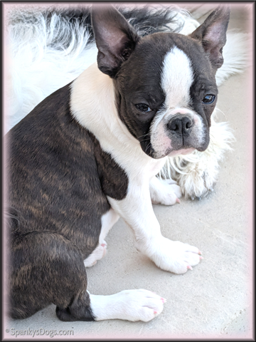 Boston Terrier Female Billie Jean at Spanky's Dogs