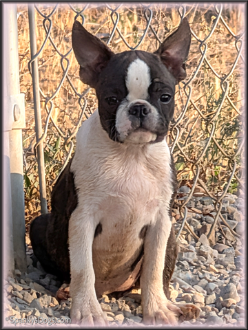 Boston Terrier Female Billie Jean at Spanky's Dogs