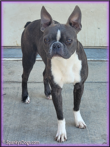 Boston Terrier Female Carolina at Spanky's Dogs