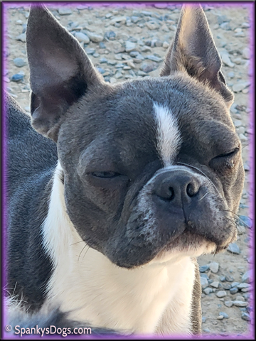 Boston Terrier Female Carolina at Spanky's Dogs