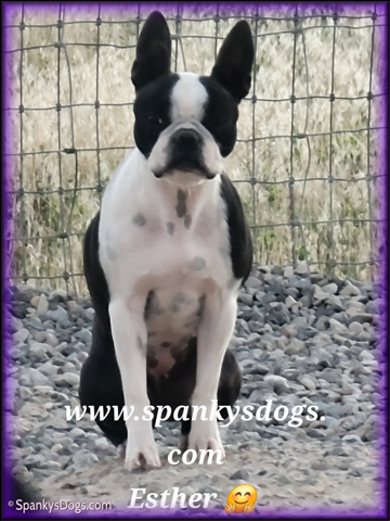 Boston Terrier Female - Esther at Spanky's Dogs