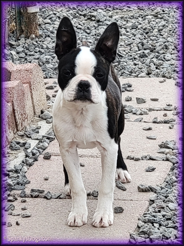 Boston Terrier Female - Esther at Spanky's Dogs