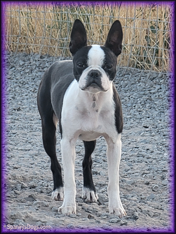 Boston Terrier Female For Sale- Esther at Spanky's Dogs