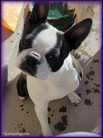 Boston Terrier Female - Esther at Spanky's Dogs