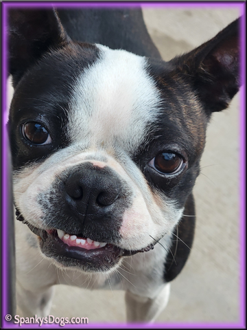 Boston Terrier Female - Hope at Spanky's Dogs