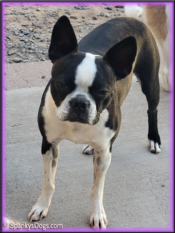 Boston Terrier Female for sale - Hope at Spanky's Dogs